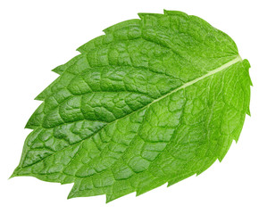 mint leaves isolated