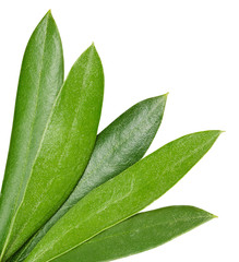 Olive leaves isolated on white