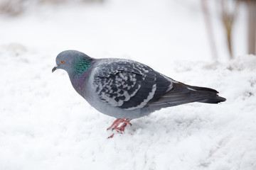 the dove in the winter landscape