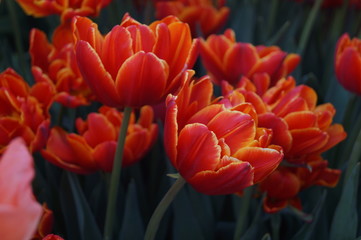 Fototapeta premium red tulips in garden
