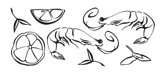 Hand drawn vector illustration of shrimp as seafood. Prawn with lemon and herbs. Black isolated on white background