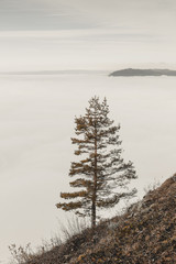 Alleinstehender Nadelbaum auf Hügel im dichten Nebelschleier