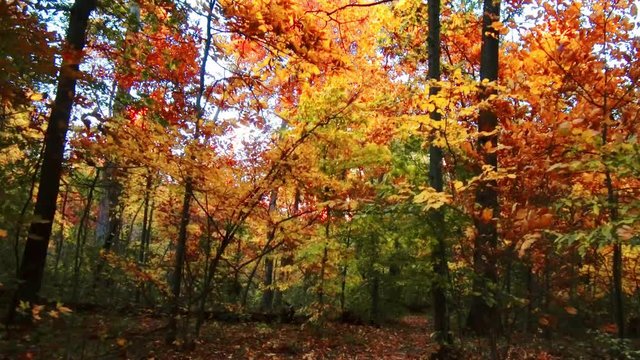 Beautiful woods with Autumn foliage in park.