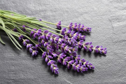 Fototapeta Bouquet of lavender  on a gray  background.