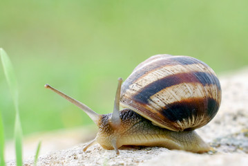Snail crawling on the stone. Tarhankut. Crimea ,Russia. lat. Eobania vermiculata