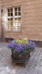 Beautiful courtyard with colorful flowers in Stockholm, Sweden