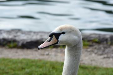 The portret of the mute swan