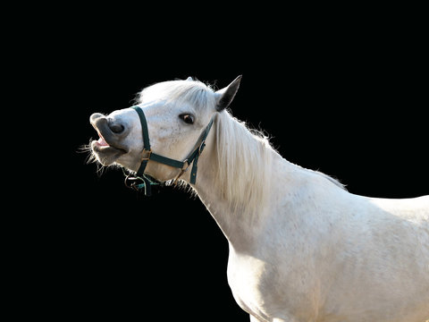 Comical image of a white horse stretching his lips out in flehmen response isolated on black background. Flehmen position or reaction in a horse, flehming, flehmening. Smiling stallion, sunlight