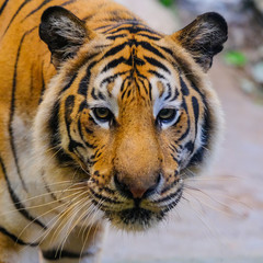 The tiger is behind the green branches. (Indochinese tiger)