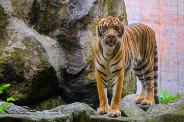 The tiger is behind the green branches. (Indochinese tiger)