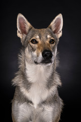 A portrait of a female tamaskan hybrid dog on a black background looking at the camera