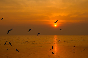 Sea gull fly over the sunset travel in thailand