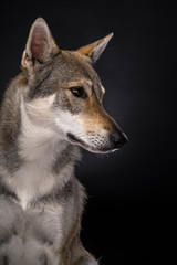 A portrait of a female tamaskan hybrid dog on a black background looking aside
