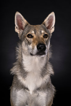 A portrait of a female tamaskan hybrid dog on a black background looking at the camera