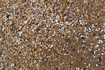 texture seashells on the sand beach