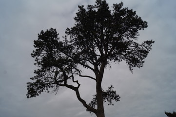silhouette of a tree