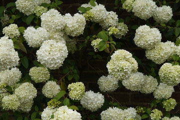White flowers