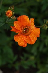 orange flower