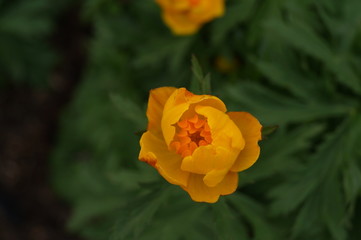 Fototapeta premium Orange Flower