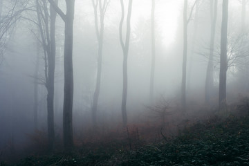 Fototapeta na wymiar Forest foggy mood in germany