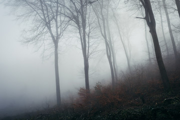 Obraz na płótnie Canvas Forest foggy mood in germany