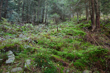 Path in the coniferous forest in the Swiss valleys