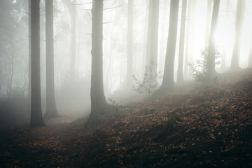 Forest foggy mood in germany
