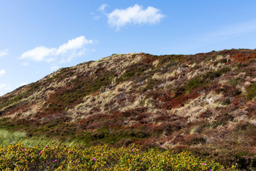 Farbenpracht der Sylter Dünen