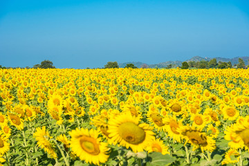 Beautiful landscape with field of blooming sunflowers field over cloudy blue sky and bright sun lights.Thailand.