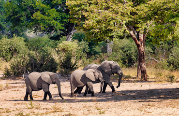 Fototapeta na wymiar African elephant, Namibia, Africa safari wildlife