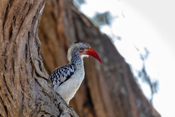 bird red-billed hornbill, Namibia, Africa wildlife