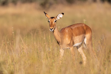 Naklejka na ściany i meble Impala antelope Namibia, africa safari wildlife