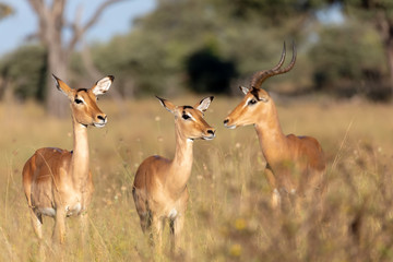 Impala antelope Namibia, africa safari wildlife