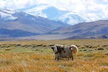 Natural landscape of grazing yak behind the beautiful snow mountain with cloudy and large steppe at Western Mongolia