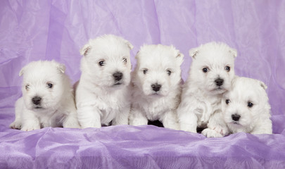 West highland white terrier puppies on violet background