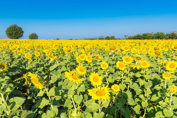 Beautiful landscape with field of blooming sunflowers field over cloudy blue sky and bright sun lights.Thailand.