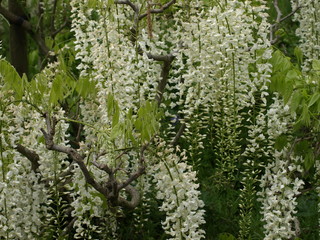 Wisteria 
