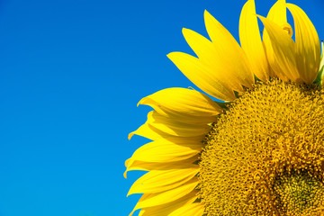 Beautiful landscape with field of blooming sunflowers field over cloudy blue sky and bright sun lights.Thailand.