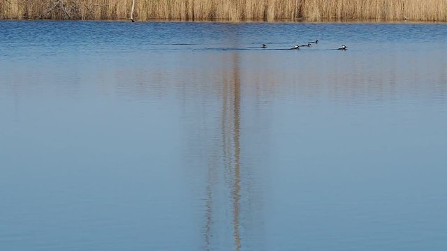 beautiful bufflehead ducks in Chesapeake Bay pond