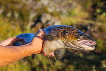 Big Atlantic salmon in the hands of a fisherman on the Arctic Ocean North Coast