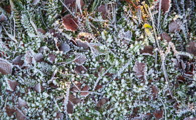 Beautiful colorful frozen grass when temperature going down in winter season