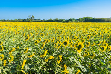 Beautiful landscape with field of blooming sunflowers field over cloudy blue sky and bright sun lights.Thailand.