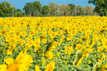 Fototapeta premium Beautiful landscape with field of blooming sunflowers field over cloudy blue sky and bright sun lights.Thailand.