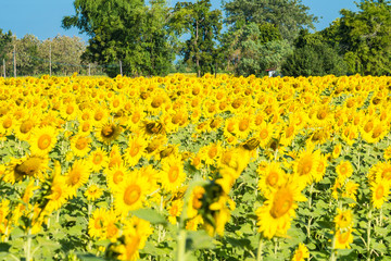 Fototapeta premium Beautiful landscape with field of blooming sunflowers field over cloudy blue sky and bright sun lights.Thailand.