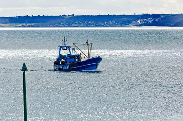 Obraz premium Pêche coquilles Saint Jacques
