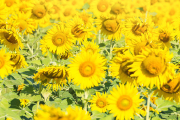 Beautiful landscape with field of blooming sunflowers field over bright sun lights.Thailand.
