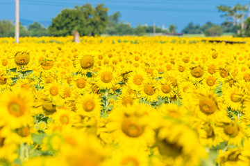 Obraz premium Beautiful landscape with field of blooming sunflowers field over cloudy blue sky and bright sun lights.Thailand.