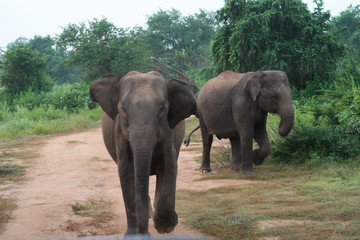 Fototapeta na wymiar Elephant charging towards a Safari Car in the udawalawe national park, Sri Lanka