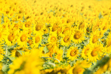 Beautiful landscape with field of blooming sunflowers field over bright sun lights.Thailand.