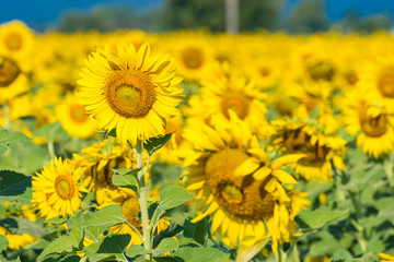 Beautiful landscape with field of blooming sunflowers field over cloudy blue sky and bright sun lights.Thailand.